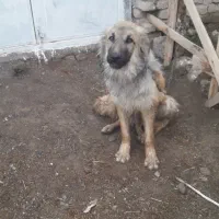 سگ ۶ماه نگهبان