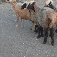 بز میش گوسفند|حیوانات مزرعه|مشهد مرغاب, |دیوار