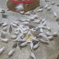 جوجه ملنگو پنج‌ ماهه|پرنده|محمدیه-قزوین, |دیوار