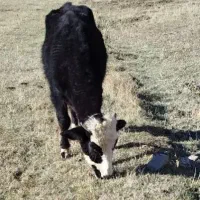 گوساله نر((دامازلیخ)) یک ساله|حیوانات مزرعه|اهر, |دیوار