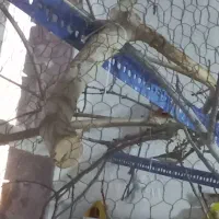 فنچ زبرا|پرنده|خمینی‌شهر, |دیوار