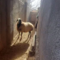 میش شال|حیوانات مزرعه|ضیاء آباد, |دیوار