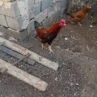 خروس دو رگ لاری|حیوانات مزرعه|اصفهان, شفق|دیوار