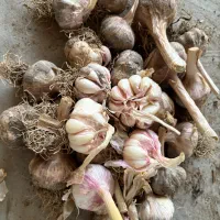 سیرمحلی سالم ودانه درشت انجیر خشک آبغوره ابنارنج