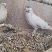 کبوتر زینتی وپلاکی