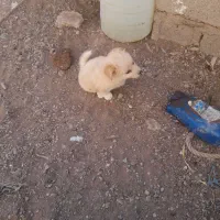 پاکوتاه مینیاتوری نر ریز اصیل نژاد دار جیبی|سگ|میانه, |دیوار