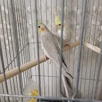عروس هلندی آهویی|پرنده|تهران, تهرانسر شمالی|دیوار