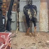 خروس لاری ۵.۵ دونگ