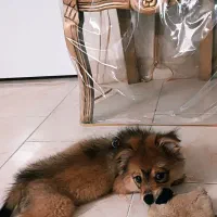 سگ پامر|سگ|گلبهار, شهر جدید گلبهار|دیوار