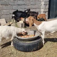 بزغاله فروشی