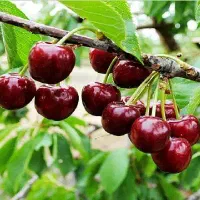 نهال گیلاس|خدمات باغبانی و درختکاری|آشخانه, |دیوار