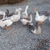 غاز سالم و سر حال