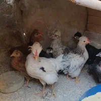 جوجه رنگی محلی|حیوانات مزرعه|جوادآباد, |دیوار