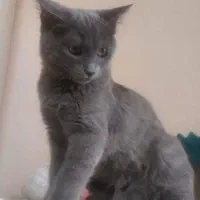 گربه راشن بلو