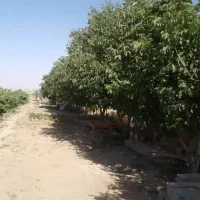 کارگر چاه کن کاربلد