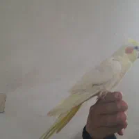 عروس هلندی|پرنده|بروجرد, |دیوار