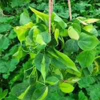 گل آپارتمانی پتوس