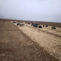 تعدادی میش تقلی ب قیمت بنگاه