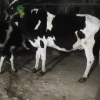 گاو ابستن با گوساله ماده بزرگ|حیوانات مزرعه|شادگان, |دیوار