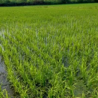 مزرعه فروشی قیمت مناسب