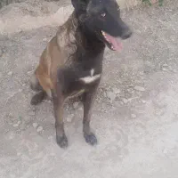 مالینویز|سگ|صدرا-فارس, فاز ۱|دیوار