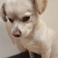 سگ گمشده