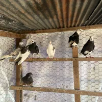 چند طوق جوجه قیمت عالی