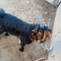 بیگ تهمی درجه یک