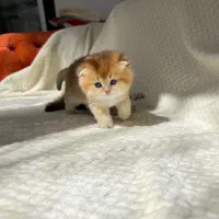 بچه گربه بریتیش و اسکاتیش|گربه|یزد, |دیوار