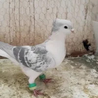 نر ساده مگسی کاکلی