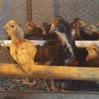 جوجه کاکلی یک ماه و جوجه 3 ماهه و تخم مرغ محلی