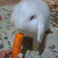 خرگوش لوپ سفید|موش و خرگوش|رودسر, |دیوار