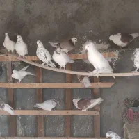 کبوتر فرروشی بصورت یکجا میفروشم|پرنده|پیر بکران, |دیوار