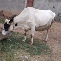 گاو