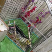 عروس هلندی|پرنده|دهلران, |دیوار