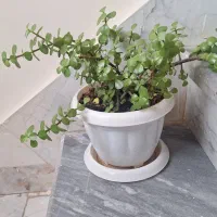 گل با گلدان