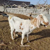 بز پاکستانی