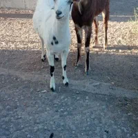 فروشی|حیوانات مزرعه|سیرجان, |دیوار