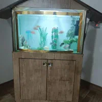 اکواریوم تمیز و سالم بخاطر کمبود جا