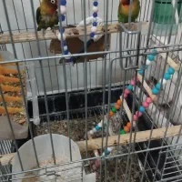 دوعدد طوطی برزیلی نرو ماده|پرنده|قرچک, زیبا شهر|دیوار