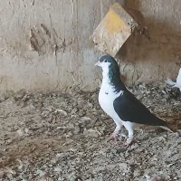 دم سرخ|پرنده|شوشتر, |دیوار