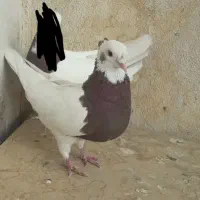 کفتر طوق|پرنده|مرودشت, دولت آباد|دیوار