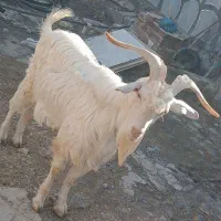 بز نر اصل سانن|حیوانات مزرعه|بیستون, |دیوار