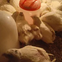 بلدرچین تخم گذار|حیوانات مزرعه|رودشت (اصفهان), |دیوار