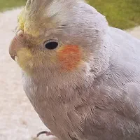 عروس هلندی نر