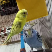 جفت مرغ عشق جوان|پرنده|بهبهان, |دیوار