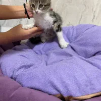 گربه|گربه|تبریز, |دیوار