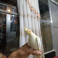 عروس هلندی