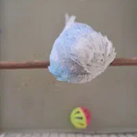 مرغ عشق انگلیسی