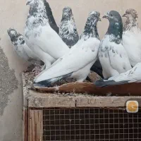 کبوتر کاشونی پرشی